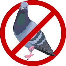 Bird pest control no pigeon 