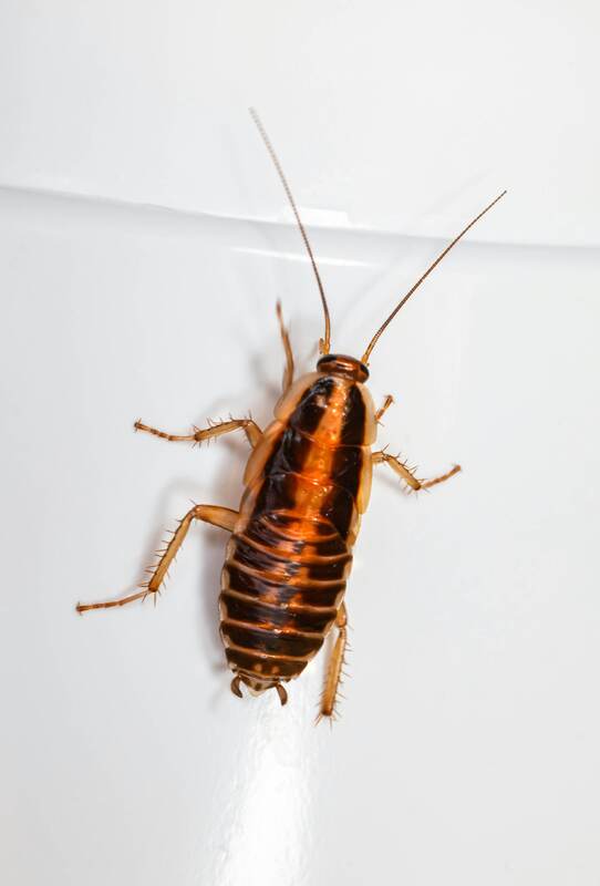 Cockroach pest control 