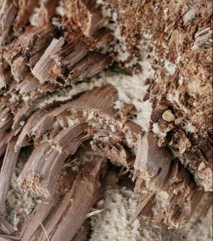 termite infestation in wooden piece
