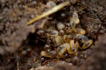 termite colony 