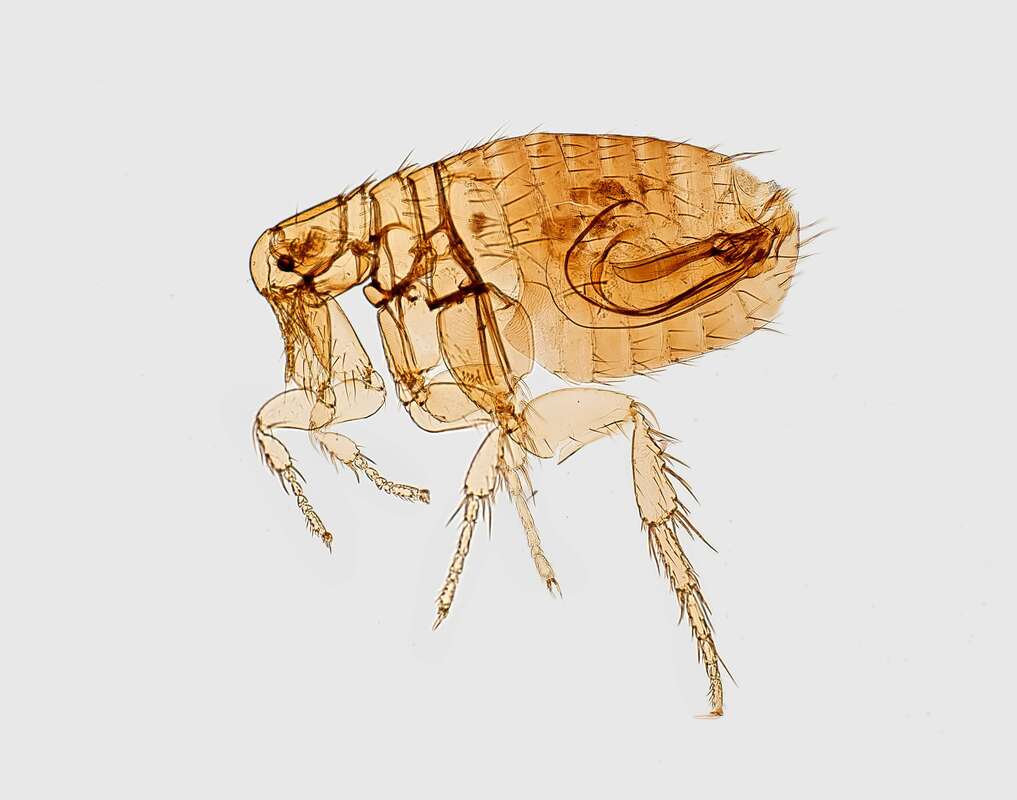 Flea under microscope 