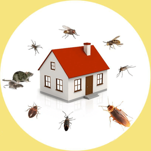 House Pest control insects and rodents bugs